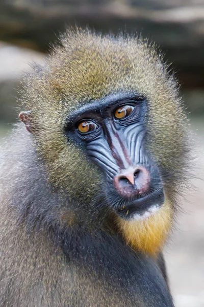 Mono Mandril Macho Mandrillus Sphinx — Foto de Stock