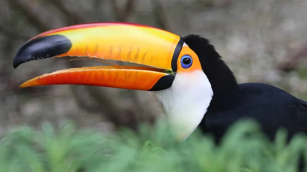 Primo piano dei bellissimi Ramphastidae — Foto Stock