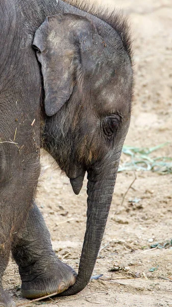 Jong Indiaas Olifant Terug Moeder Het Water — Stockfoto
