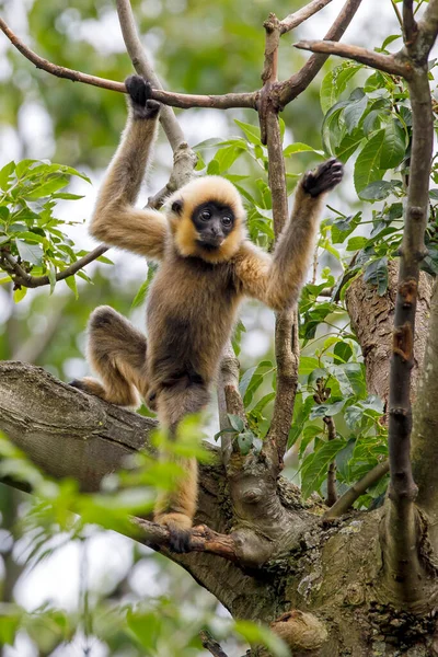 Nära Bild Gibbon Apa Skogen — Stockfoto