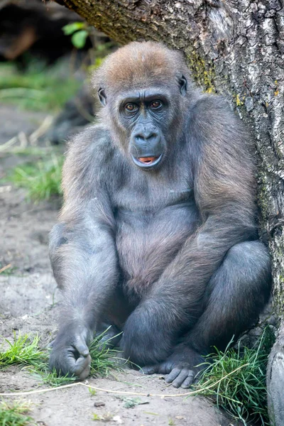 Westelijke Lowland Gorilla — Stockfoto
