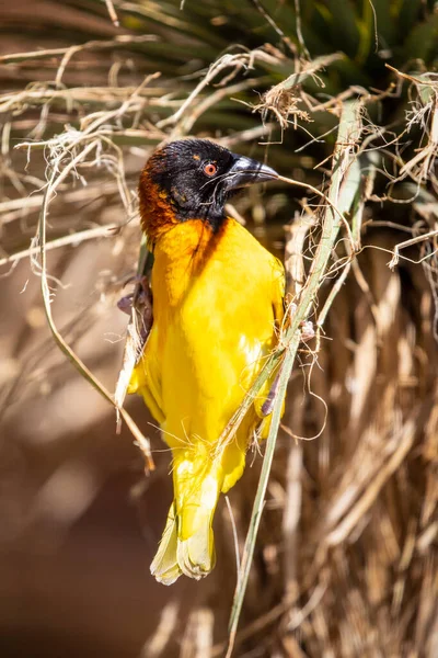 Tkadlec černý (Ploceus cucullatus) pták na stromě — Stock fotografie