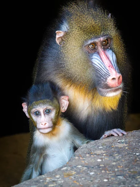 Mandrill Monkey Mandrillus Sphinx Mother Child — стоковое фото