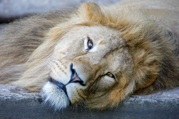 Λιοντάρι (Panthera onca) κεφάλι στη βροχή — Φωτογραφία Αρχείου