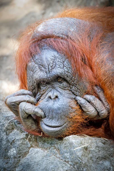 Bornean Orangutan Pongo Pygmaeus Portret Bliska Tle — Zdjęcie stockowe