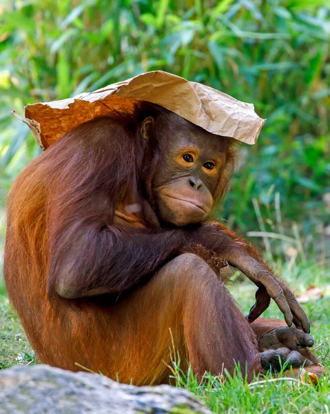 Orangután Borneano Pongo Pygmaeus Retrato Primer Plano Sobre Fondo —  Fotos de Stock