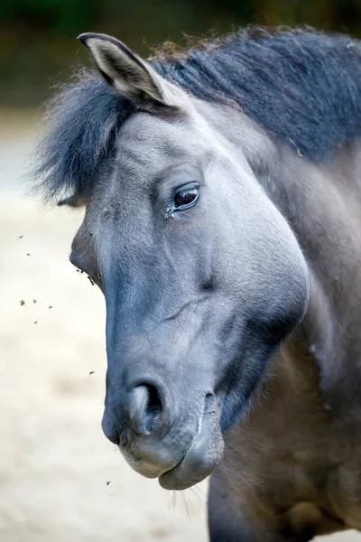 Beautiful Dulmen Pony Close Portrait — Stock Photo, Image