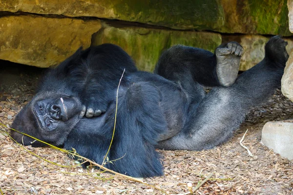 Westlicher Flachlandgorilla Gorilla Gorilla Gorilla Gorilla Silberrücken — Stockfoto