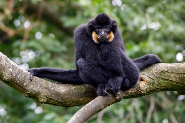 Imagen Cercana Mono Gibbon Nomascus Gabriellae Bosque —  Fotos de Stock