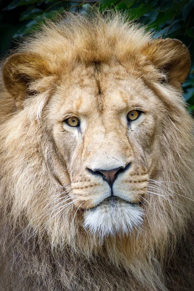 Leone (Panthera Leo) testa — Foto Stock