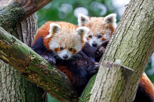 可愛い赤いパンダ Ailurus Fulgens — ストック写真