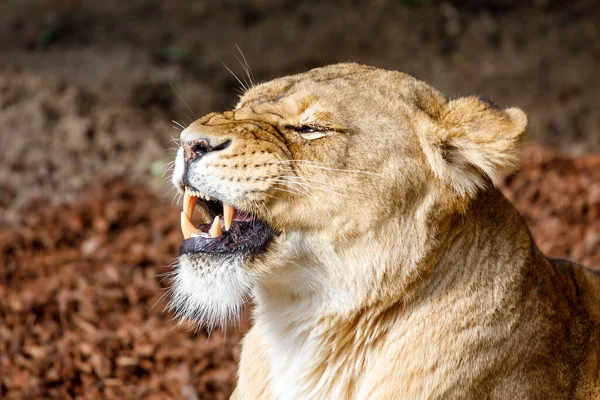 암 사자 (Panthera leo) 머리 — 스톡 사진