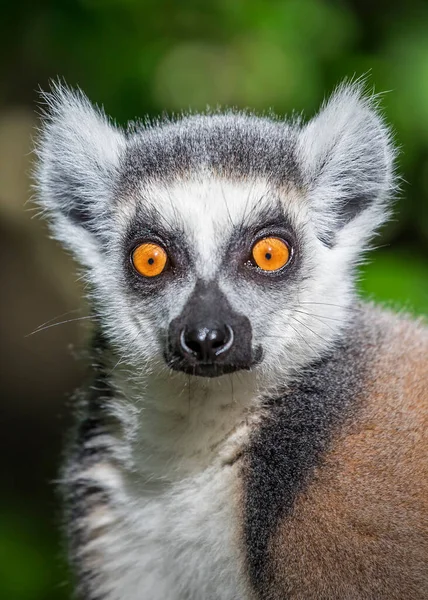 Lemur de cola de anillo — Foto de Stock