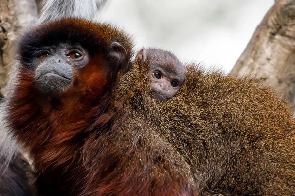 Primer Plano Plano Lindo Coppery Titi Monos Callicebus Cupreus —  Fotos de Stock