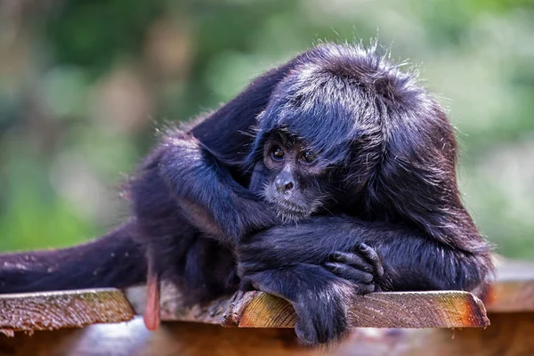 Gros Plan Singe Araignée Colombien Ateles Fusciceps Animal Sauvage — Photo