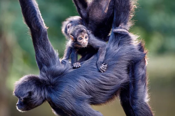 Primer Plano Los Monos Araña Colombianos Ateles Fusciceps Animales Salvajes —  Fotos de Stock