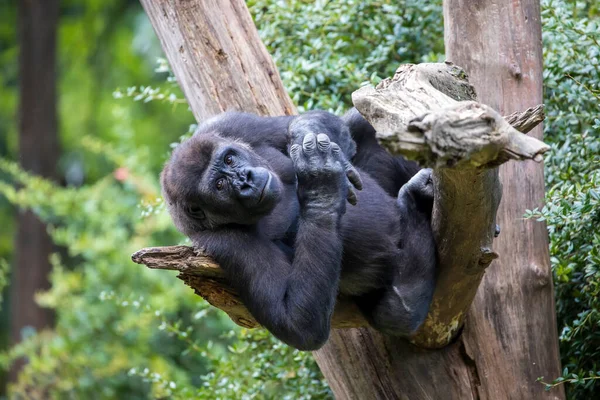 一只年轻的西部低地大猩猩雄性在一棵树上的近照 — 图库照片