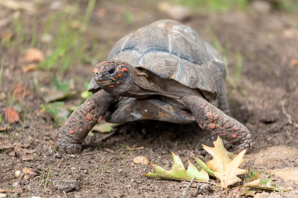 Roodvoetschildpad (Chelonoidis carbonaria) — Stockfoto