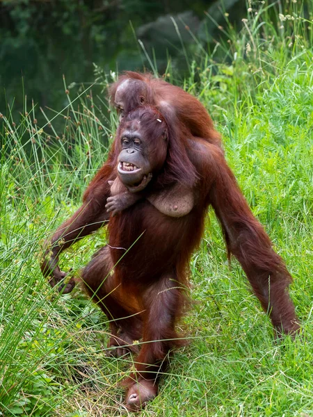 Orangutanes Borneanos Pongo Pygmaeus Retrato Primer Plano Sobre Fondo —  Fotos de Stock