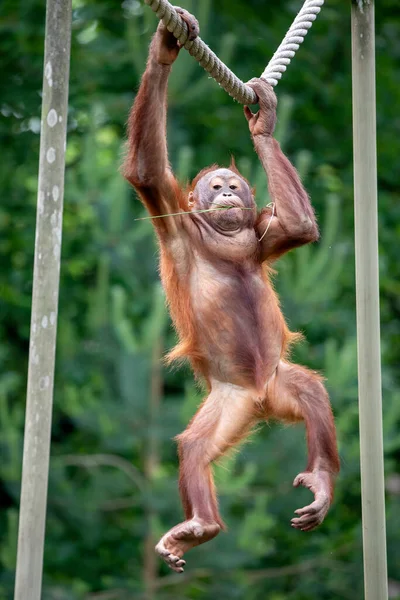 Orangután Primer Plano Retrato Sobre Fondo —  Fotos de Stock