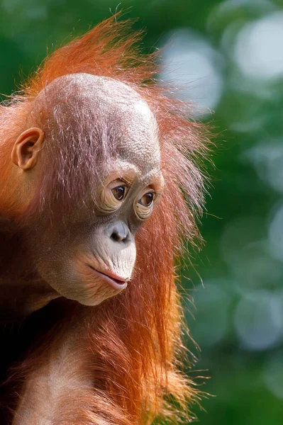 Arka Planda Bornean Orangutanı Pongo Pygmaeus Yakın Plan Portresi — Stok fotoğraf