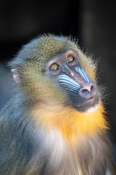 オスマンドリル猿 マンドリルス スフィンクス — ストック写真