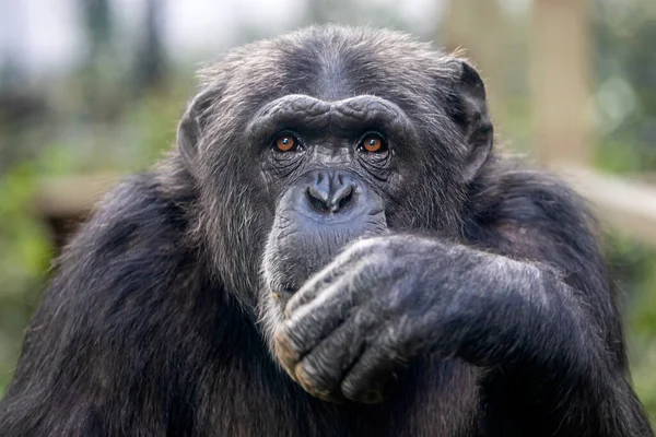 Close-up van de zwarte chimpansee — Stockfoto