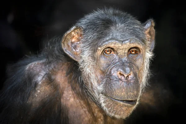 黒チンパンジーのクローズアップ — ストック写真
