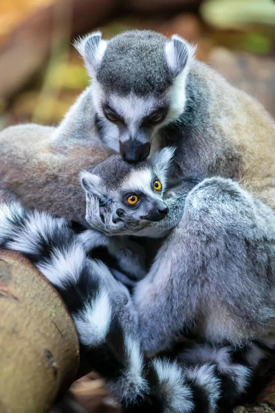 Anneau à queue mère lémurien avec enfant — Photo