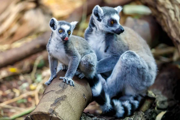 Ring Tailed Lemur (lemur catta) matka s dítětem — Stock fotografie