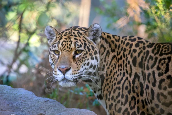 Bulanık Arkaplanda Jaguar Yakın Plan Portresi — Stok fotoğraf