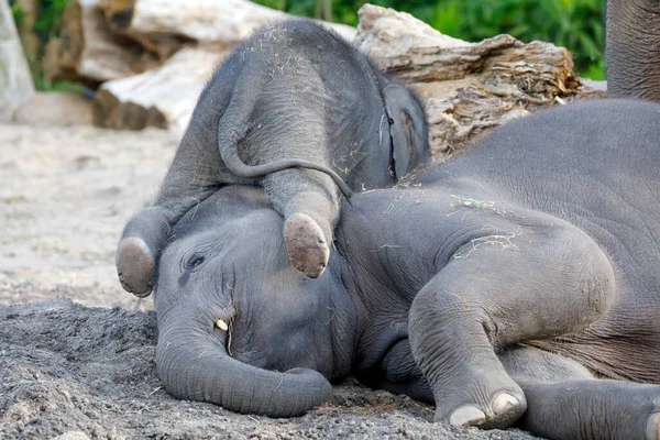 Jonge Aziatische Olifanten Elephas Maximus Spelen — Stockfoto