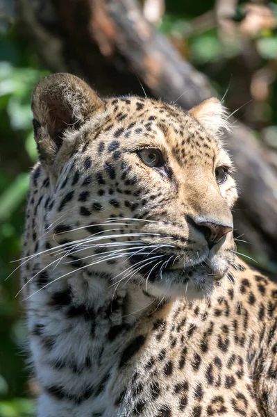 Lindo Leopardo Panthera Pardus Primer Plano Disparo —  Fotos de Stock