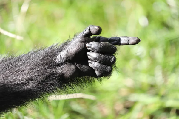 Ręka Makaka Czubata Macaca Macaque — Zdjęcie stockowe