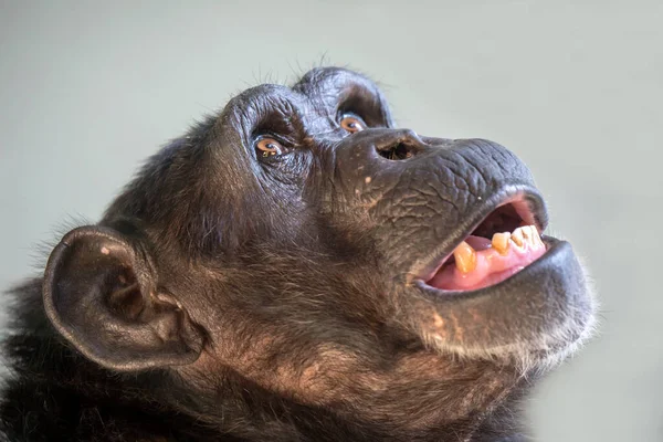 Gros plan d'un chimpanzé noir — Photo