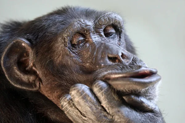Siyah bir şempanzeye yaklaş. — Stok fotoğraf