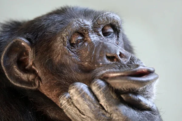 Close-up van een zwarte chimpansee — Stockfoto