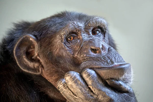 Close-up van een zwarte chimpansee — Stockfoto