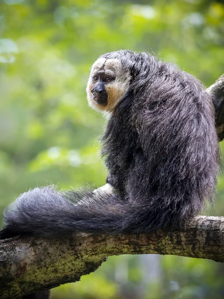 Primo Piano Della Scimmia Saki Faccia Bianca Pithecia Pithecia Animale — Foto Stock