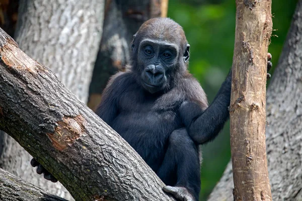 Detailní záběr velmi mladého muže Western Lowland Gorilla — Stock fotografie