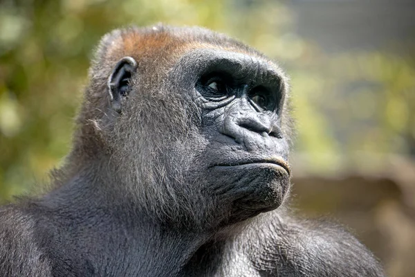 Primer plano de una gorila de las tierras bajas occidentales — Foto de Stock
