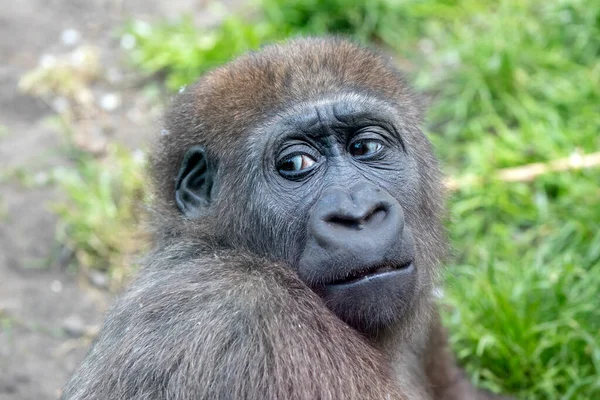 Retrato Cerca Una Joven Gorila Las Tierras Bajas Occidentales Gorila —  Fotos de Stock