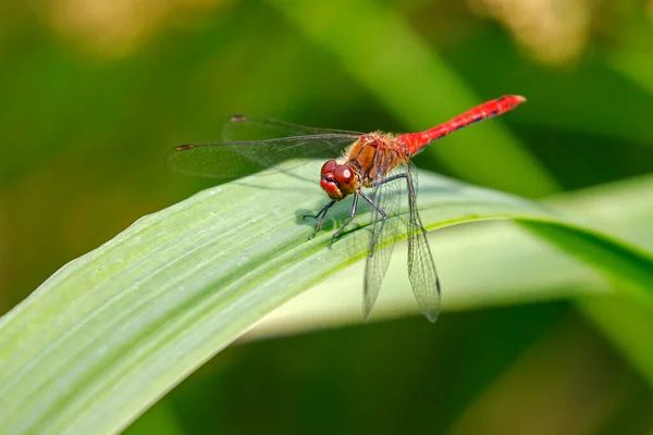 Ruddy Darter Sympetrum Sanguineum Primer Plano — Foto de Stock