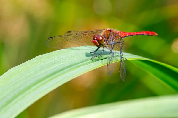 Ruddy Darter Sympetrum Sanguineum Ważka Zbliżenie — Zdjęcie stockowe