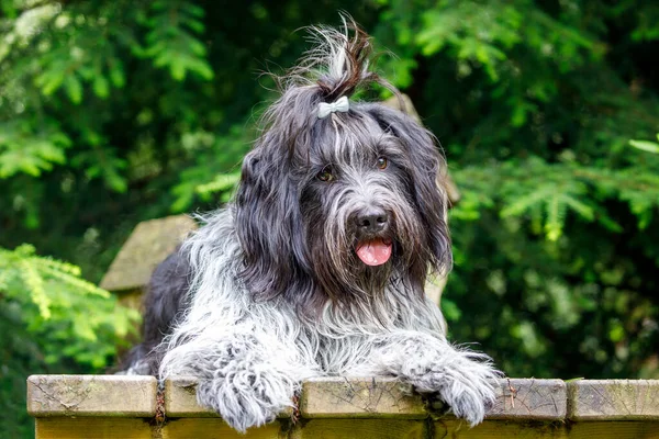 Söt Lurvig Hund Poserar Vid Kameran Utomhus — Stockfoto