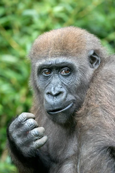 Close Vista Jovem Fêmea Western Lowland Gorilla — Fotografia de Stock