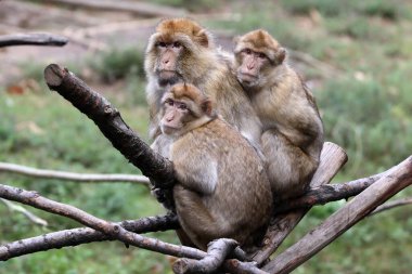 Barbary macaque ya da Macaca sylvanus 'un yakın görüntüsü