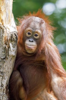 Bornean orangutanı veya Pongo pigmaeus 'un yakın plan görüntüsü