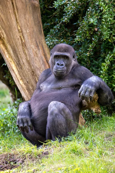 Vue Rapprochée Jeune Mâle Gorille Des Basses Terres Ouest — Photo