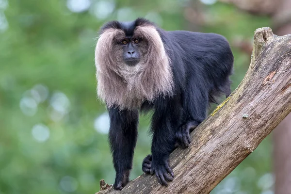 Närbild Lejon Tailed Macaque Eller Wanderoo — Stockfoto